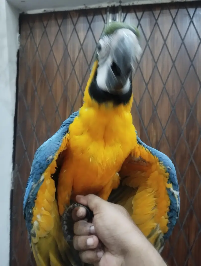 macow parrot — photo 5