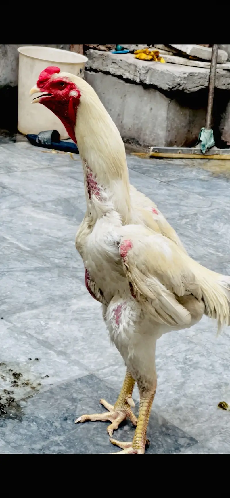 White o shamo pair — photo 3