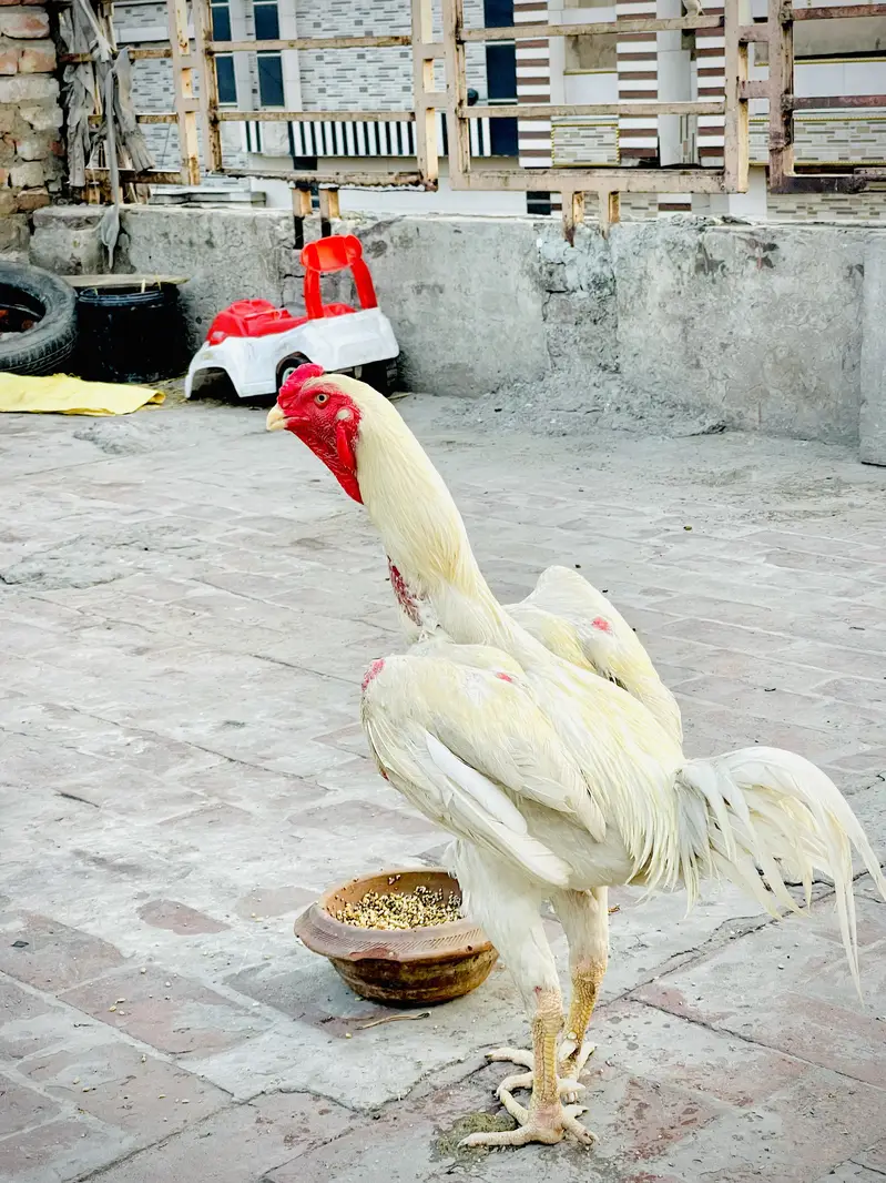 White o shamo pair — photo 4