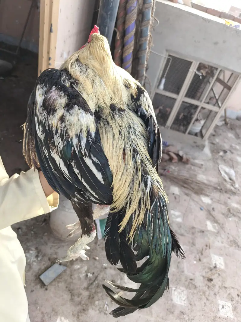 aseel murga for selling — photo 2