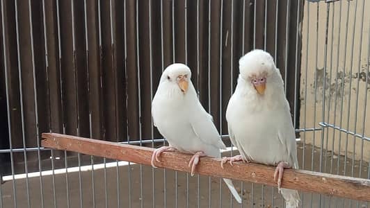 Albino Red Eyes Exhibition Breeder