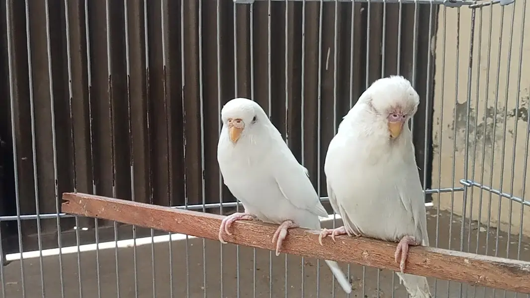 Albino Red Eyes Exhibition Breeder — photo 2