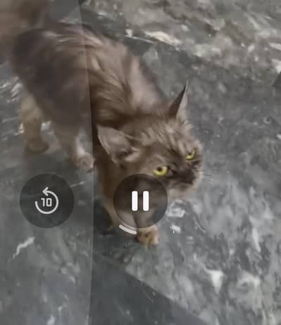 Bhoot achy cat hah baby honay valay hah is ka