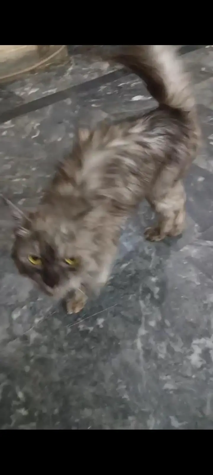 Bhoot achy cat hah baby honay valay hah is ka — photo 2