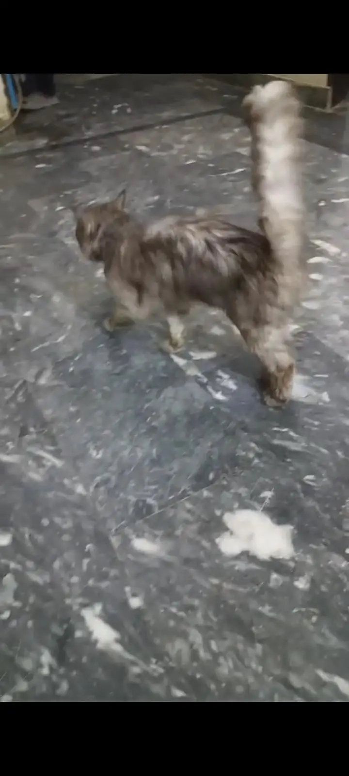 Bhoot achy cat hah baby honay valay hah is ka — photo 3