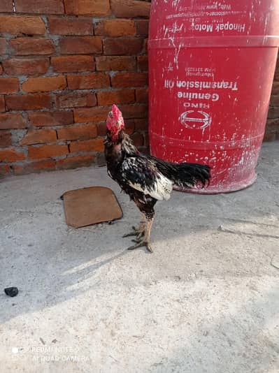 Aseel Murgha, Hens, aseel chicks.