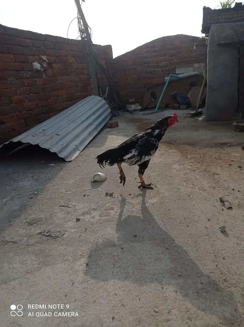 Aseel Murgha, Hens, aseel chicks. — photo 2
