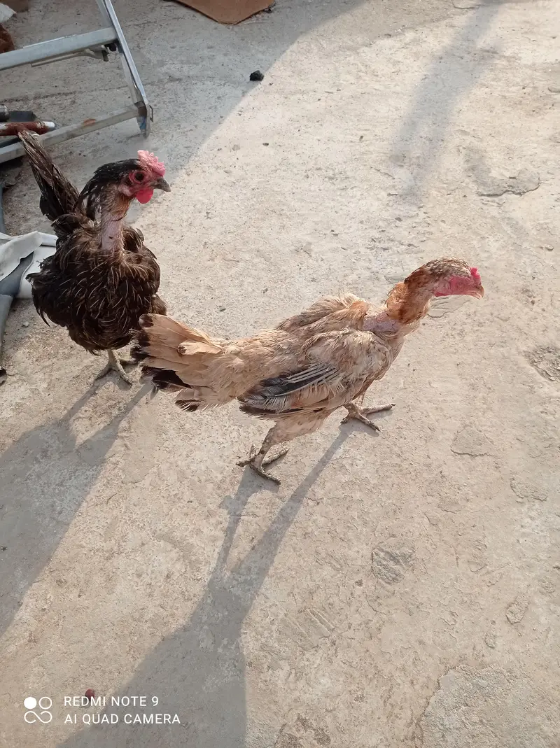 Aseel Murgha, Hens, aseel chicks. — photo 3
