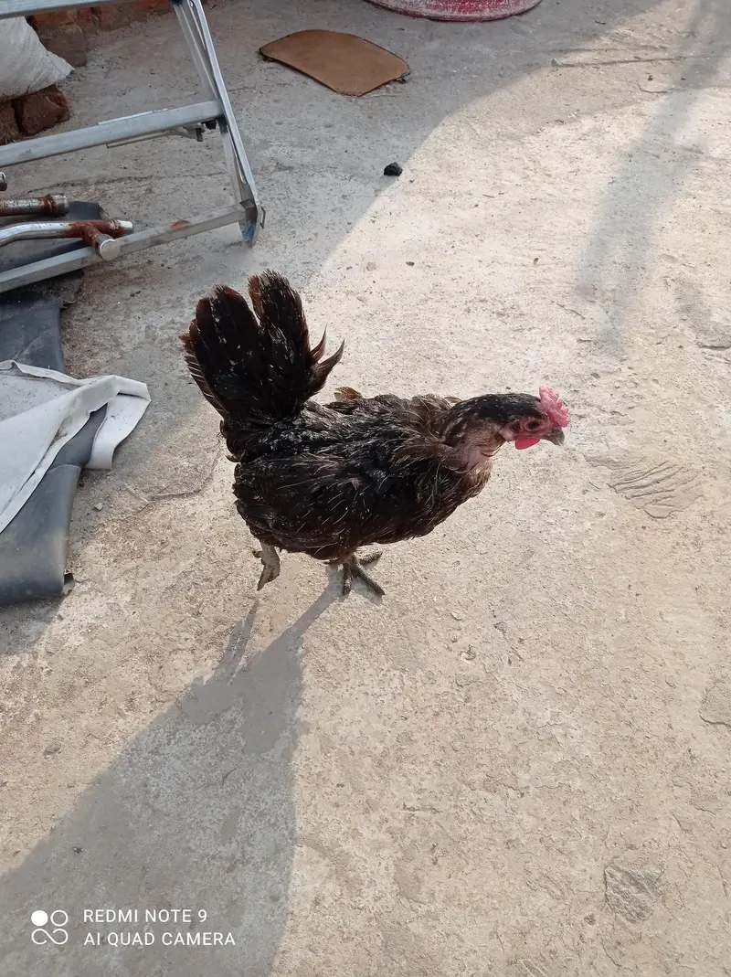 Aseel Murgha, Hens, aseel chicks. — photo 4