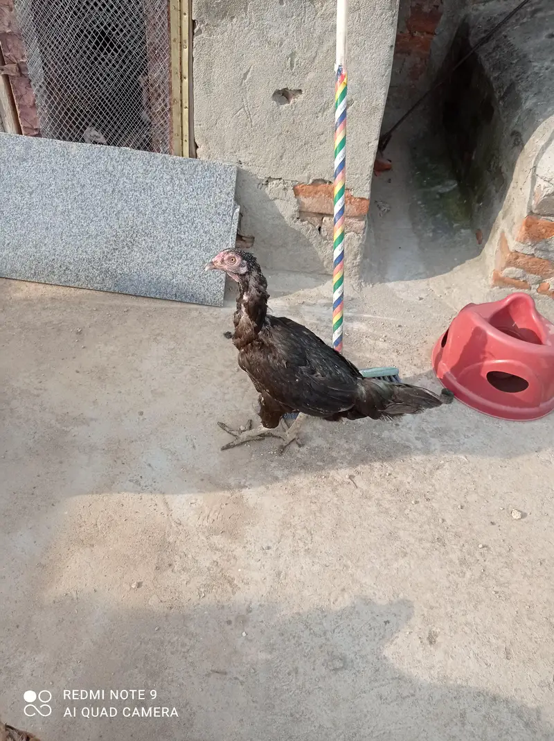 Aseel Murgha, Hens, aseel chicks. — photo 5