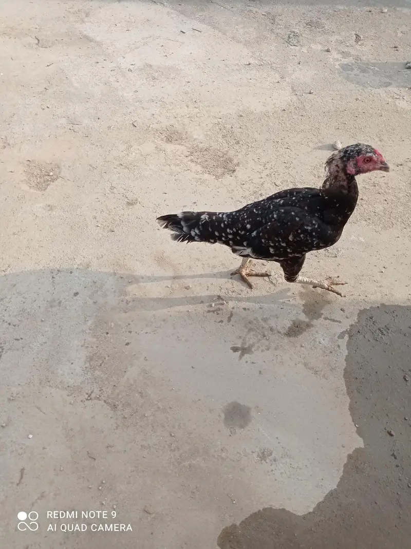 Aseel Murgha, Hens, aseel chicks. — photo 6