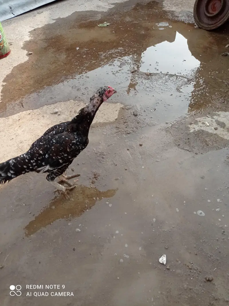 Aseel Murgha, Hens, aseel chicks. — photo 7