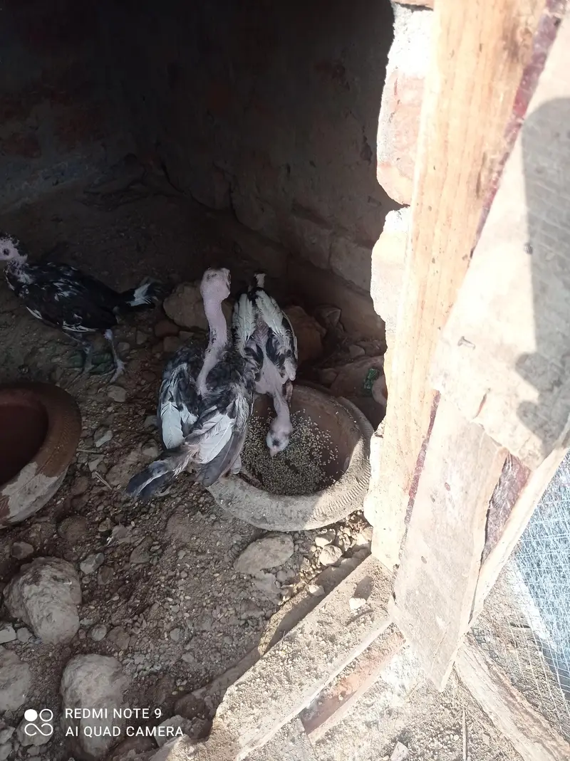 Aseel Murgha, Hens, aseel chicks. — photo 8