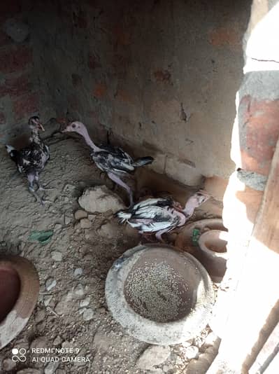 aseel chicks for sale