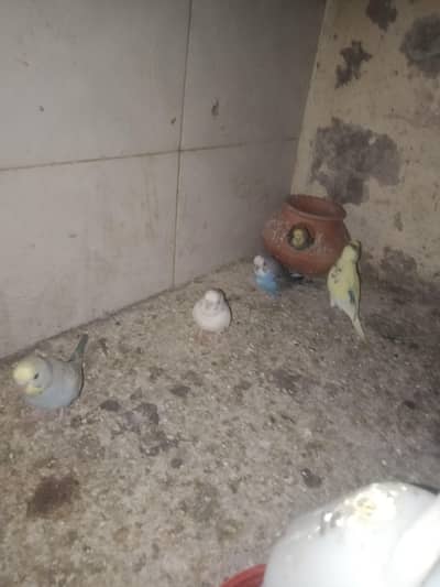 healthy and active pair