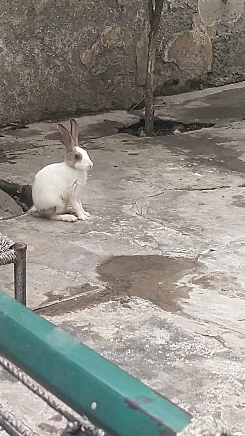 rabit red eyed — photo 2