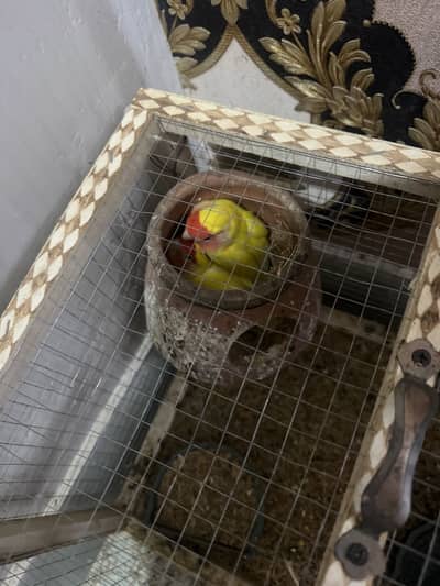 One pair cocktail, one pair budgie one pair love birds with 3 cages