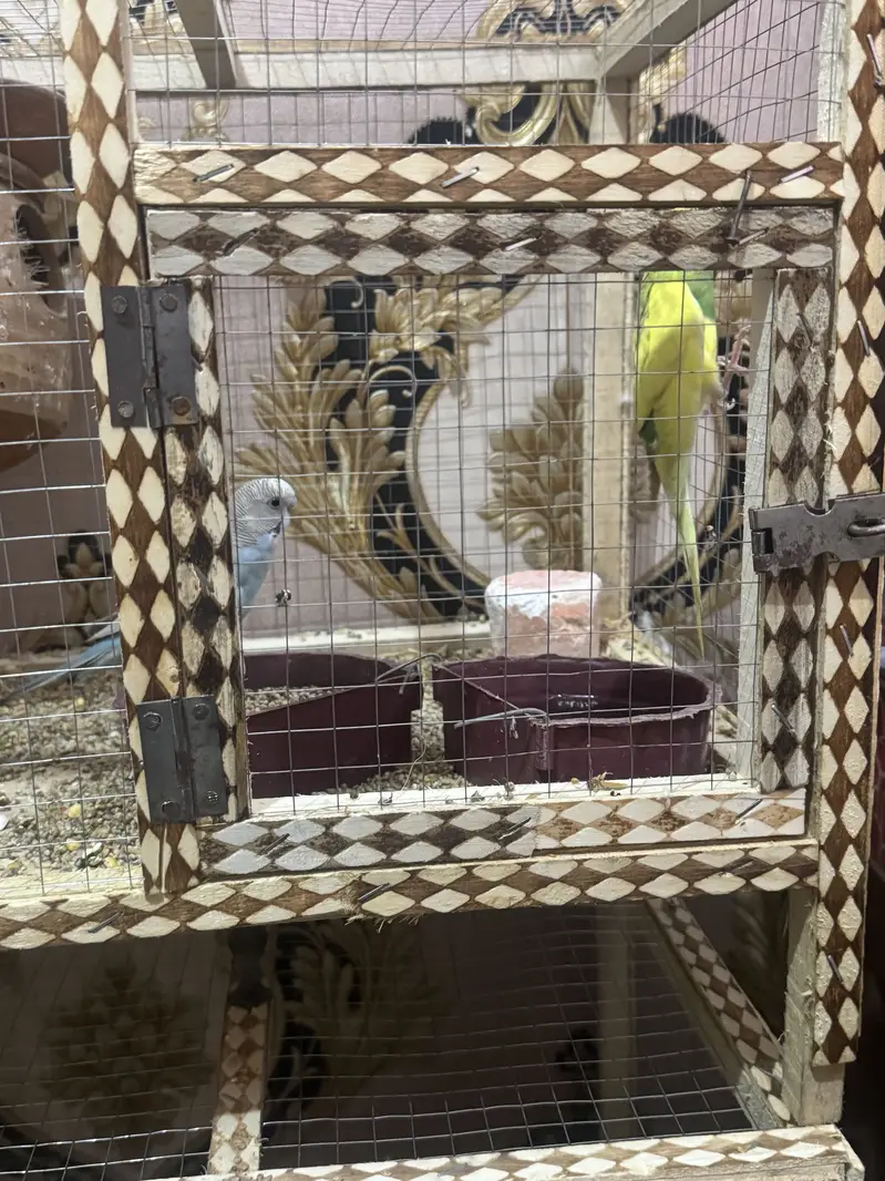 One pair cocktail, one pair budgie one pair love birds with 3 cages — photo 2