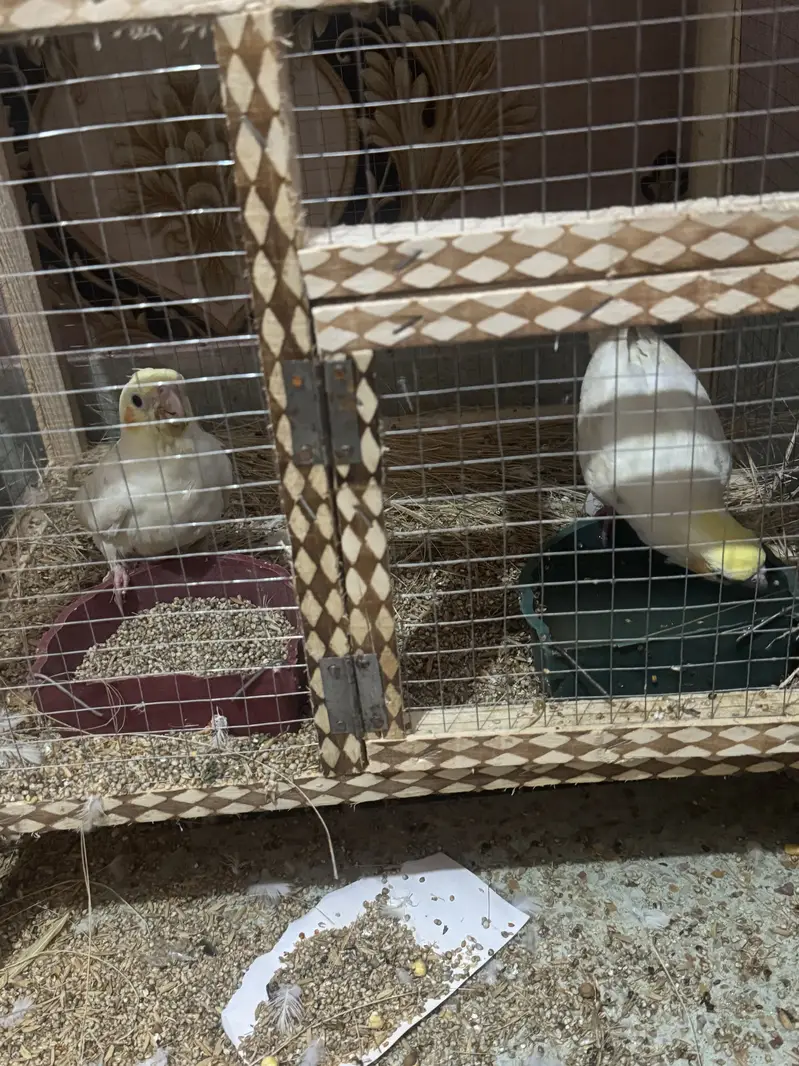 One pair cocktail, one pair budgie one pair love birds with 3 cages — photo 4