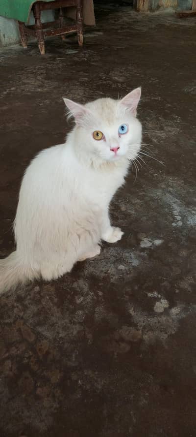 Persian cat