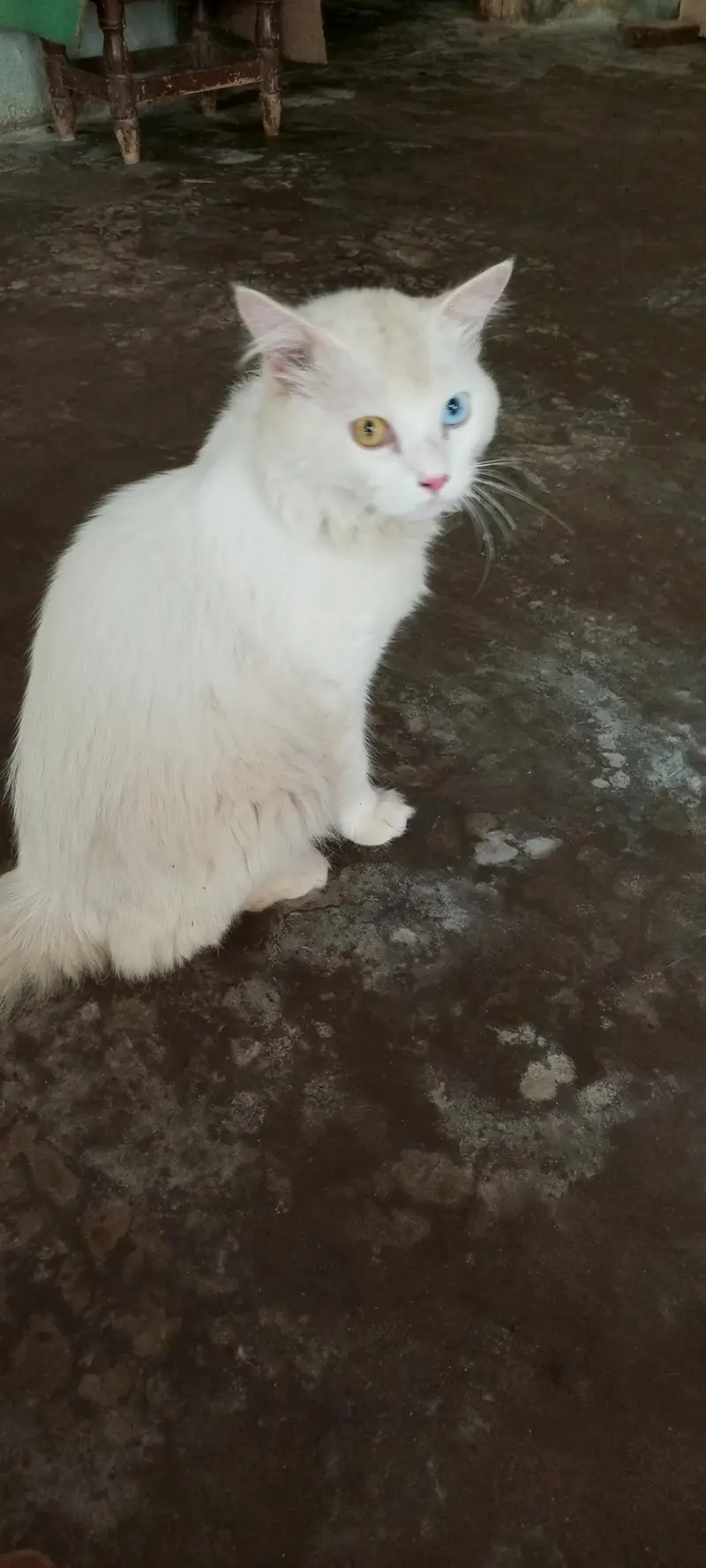 Persian cat — photo 2