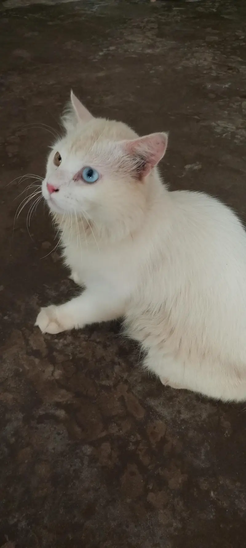 Persian cat — photo 3