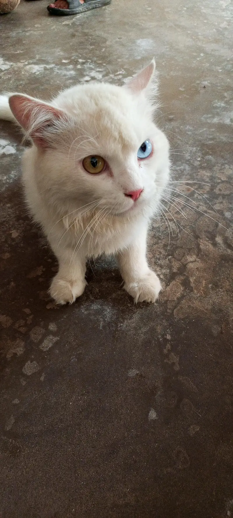 Persian cat — photo 4