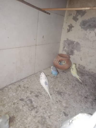 healthy and active pair