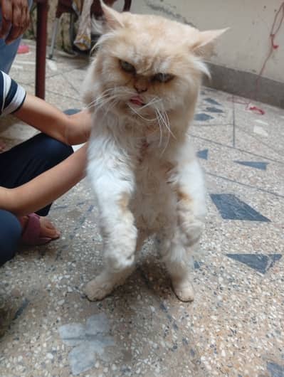 Persian cat punch face female breeder