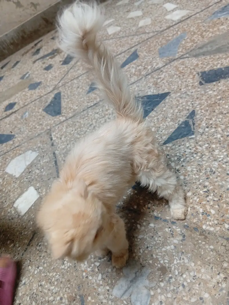 Persian cat — photo 2