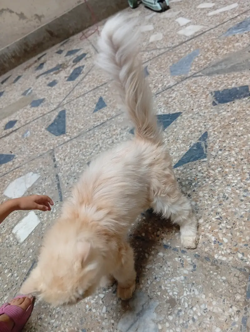 Persian cat — photo 3