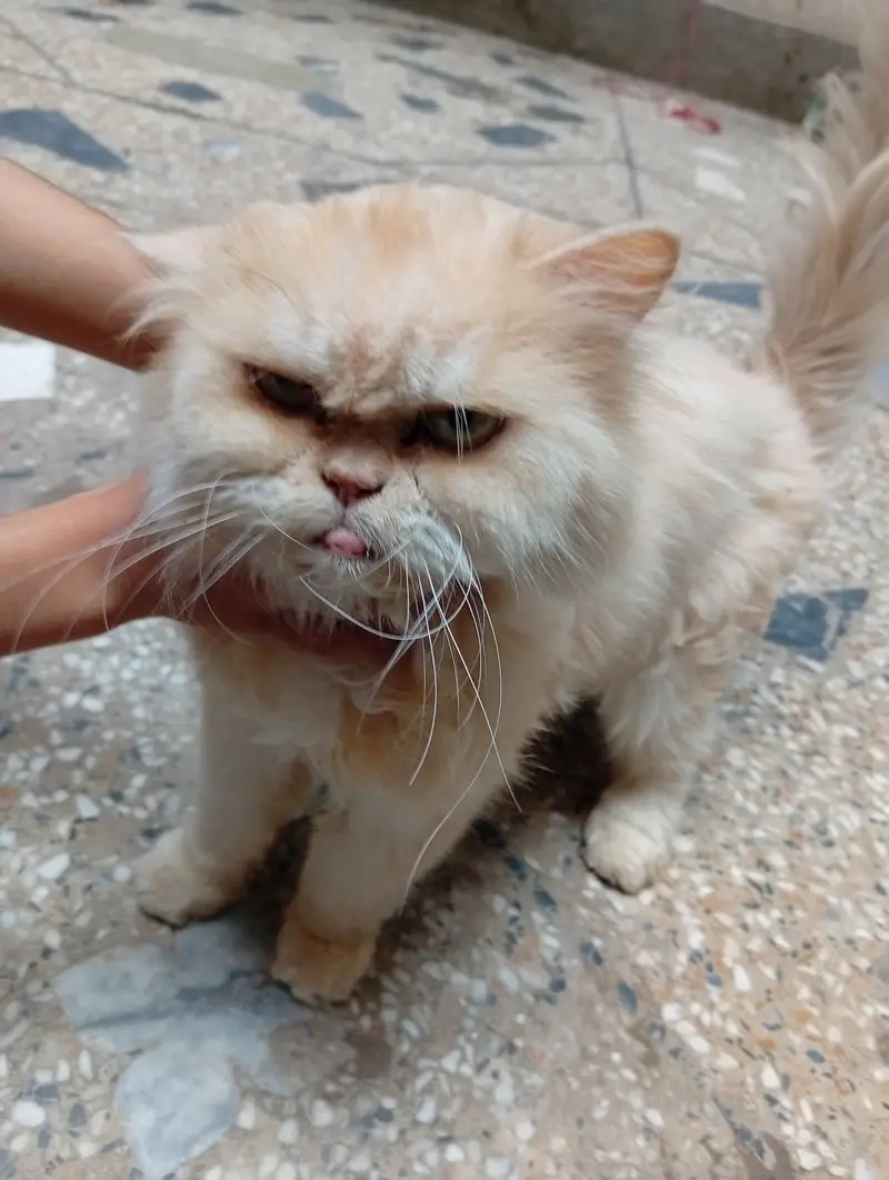 Persian cat — photo 4