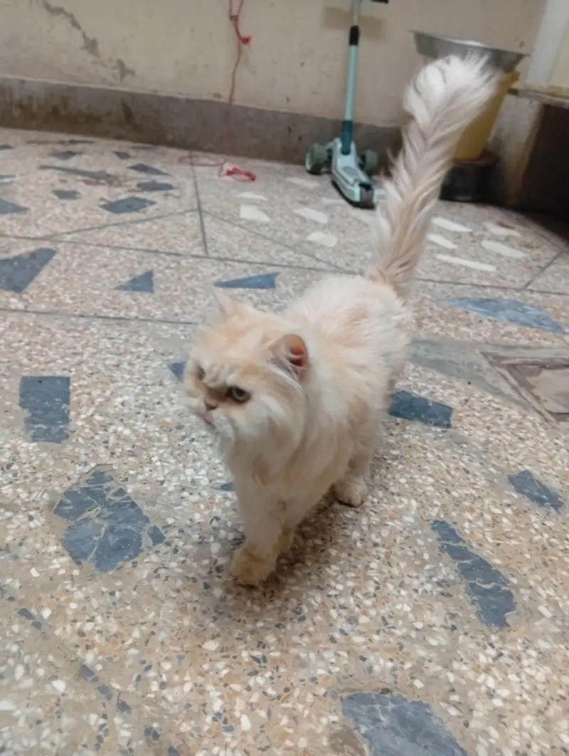 Persian cat — photo 5