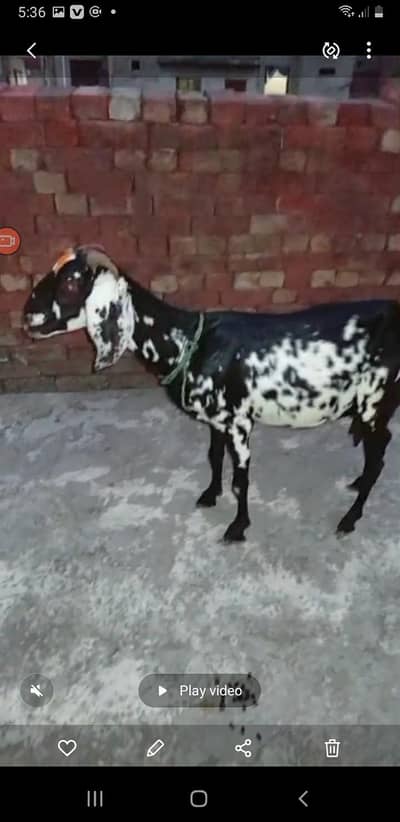 Goat For Sale