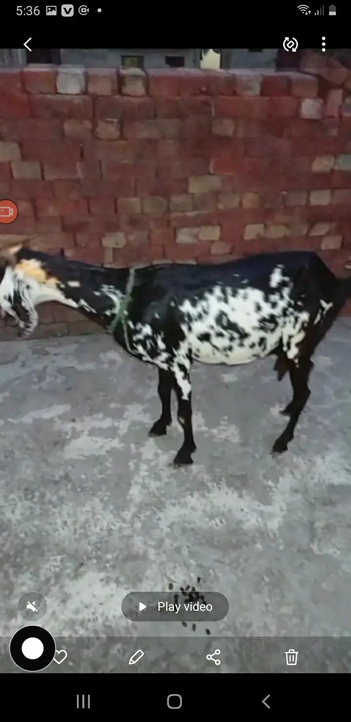 Goat For Sale — photo 2