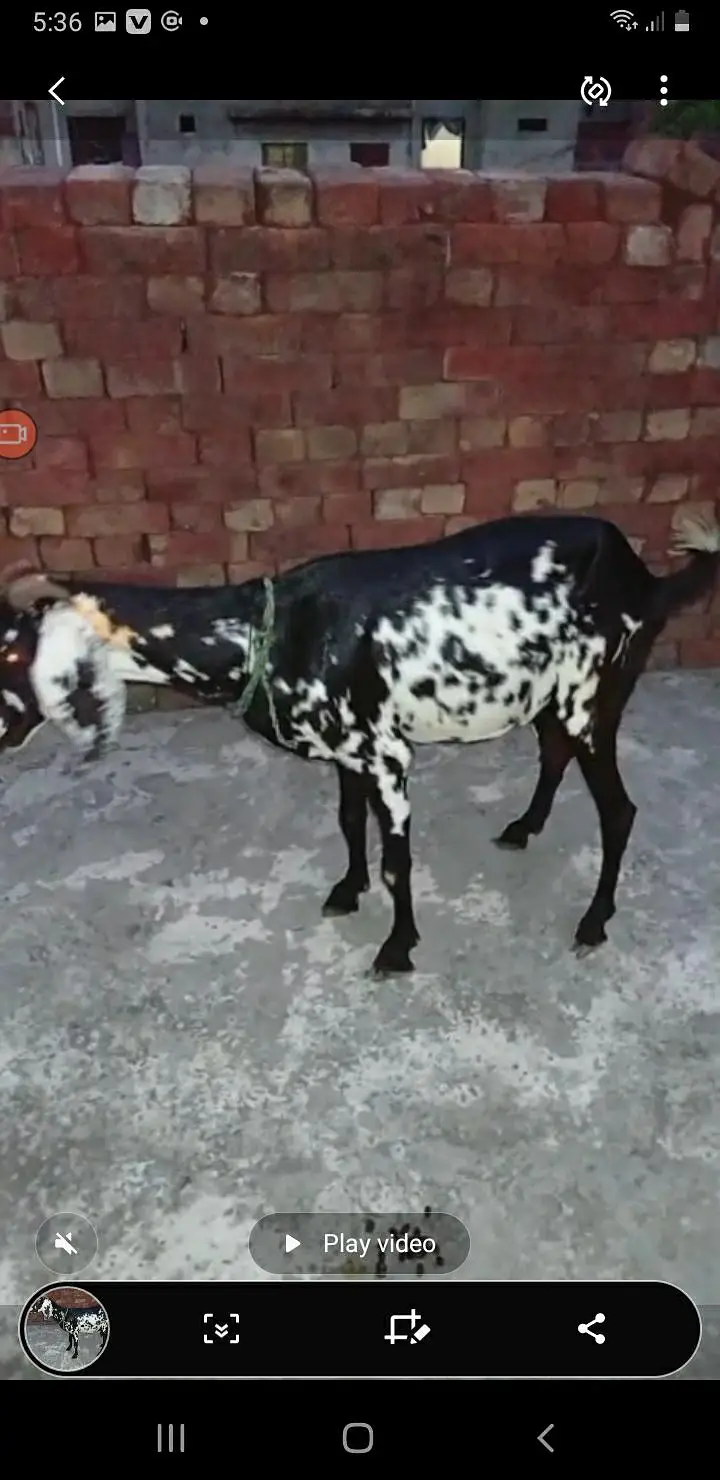 Goat For Sale — photo 3