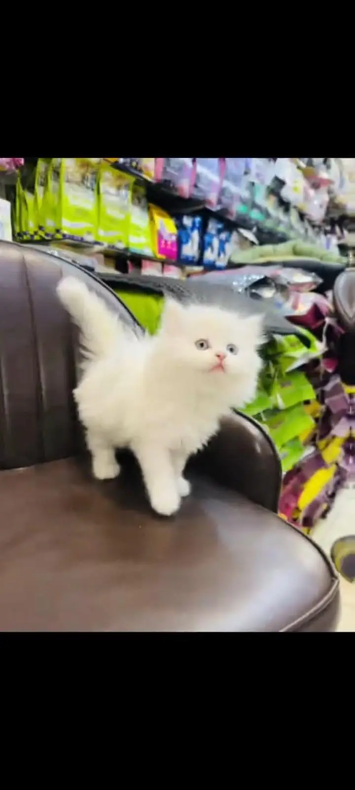 persian cat for sale MywatsapppNumber 0309-37-13-771 — photo 3