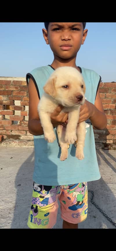 Labrador puppies