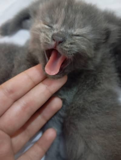punch face kittens for sale grey and black