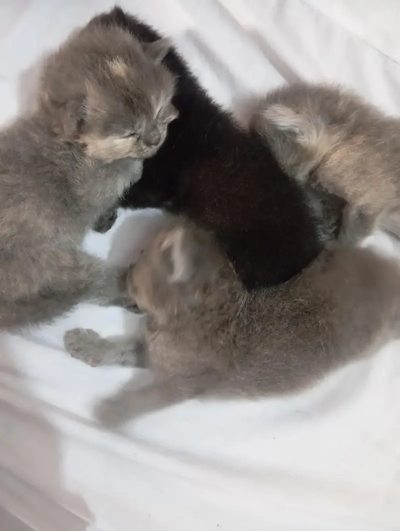 punch face kittens for sale grey and black — photo 2