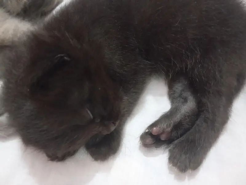 punch face kittens for sale grey and black — photo 3