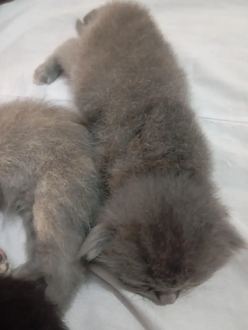 punch face kittens for sale grey and black — photo 4