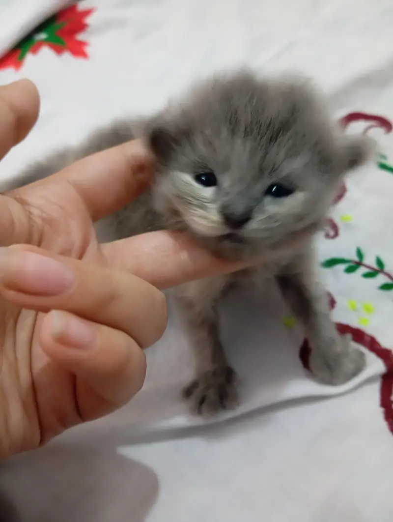 punch face kittens for sale grey and black — photo 5