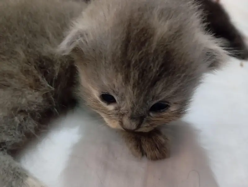 punch face kittens for sale grey and black — photo 6