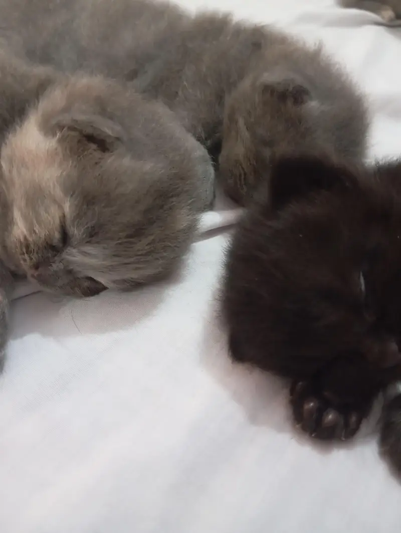 punch face kittens for sale grey and black — photo 7