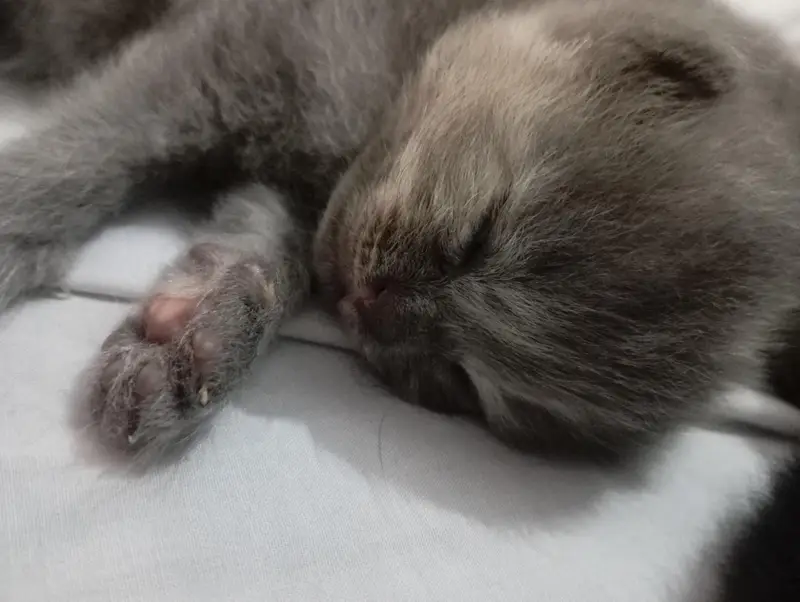 punch face kittens for sale grey and black — photo 8