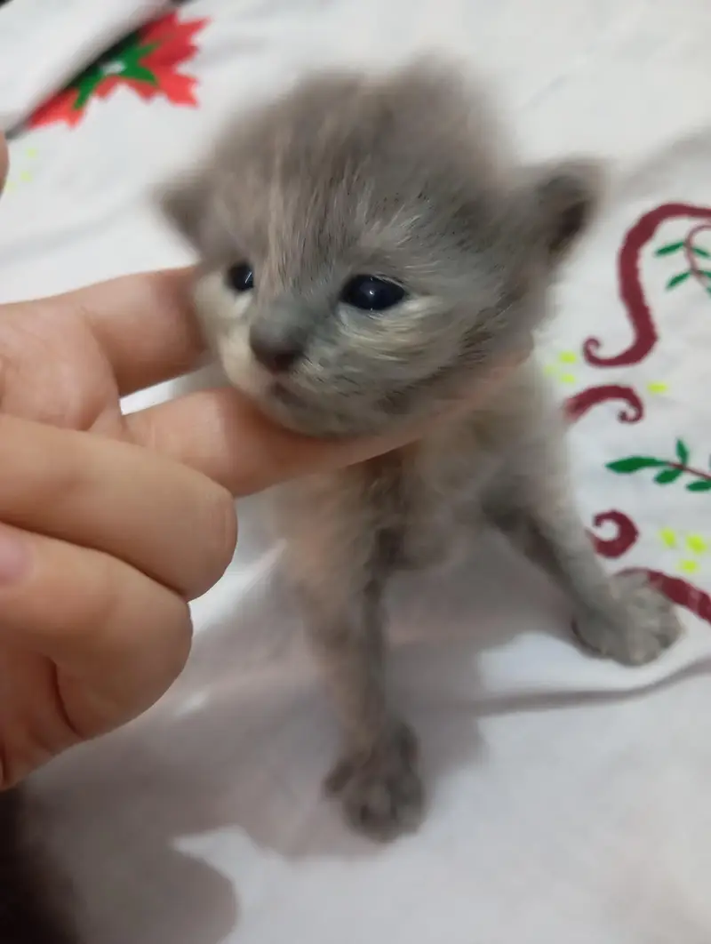punch face kittens for sale grey and black — photo 9