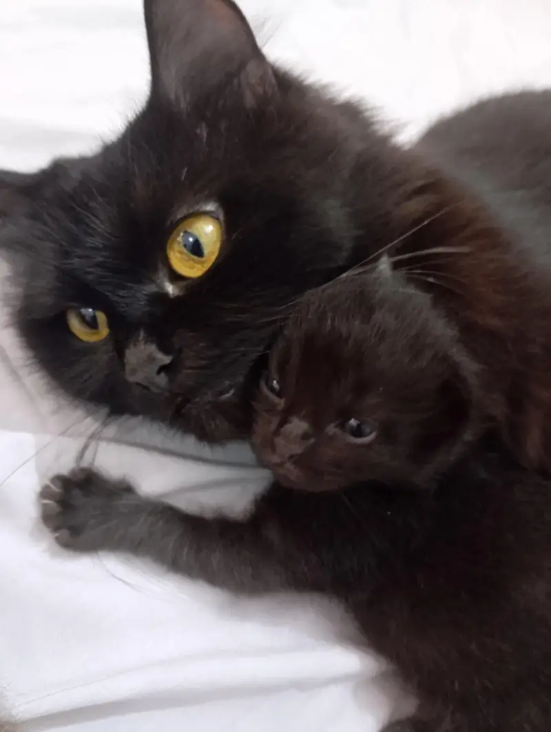 punch face kittens for sale grey and black — photo 10