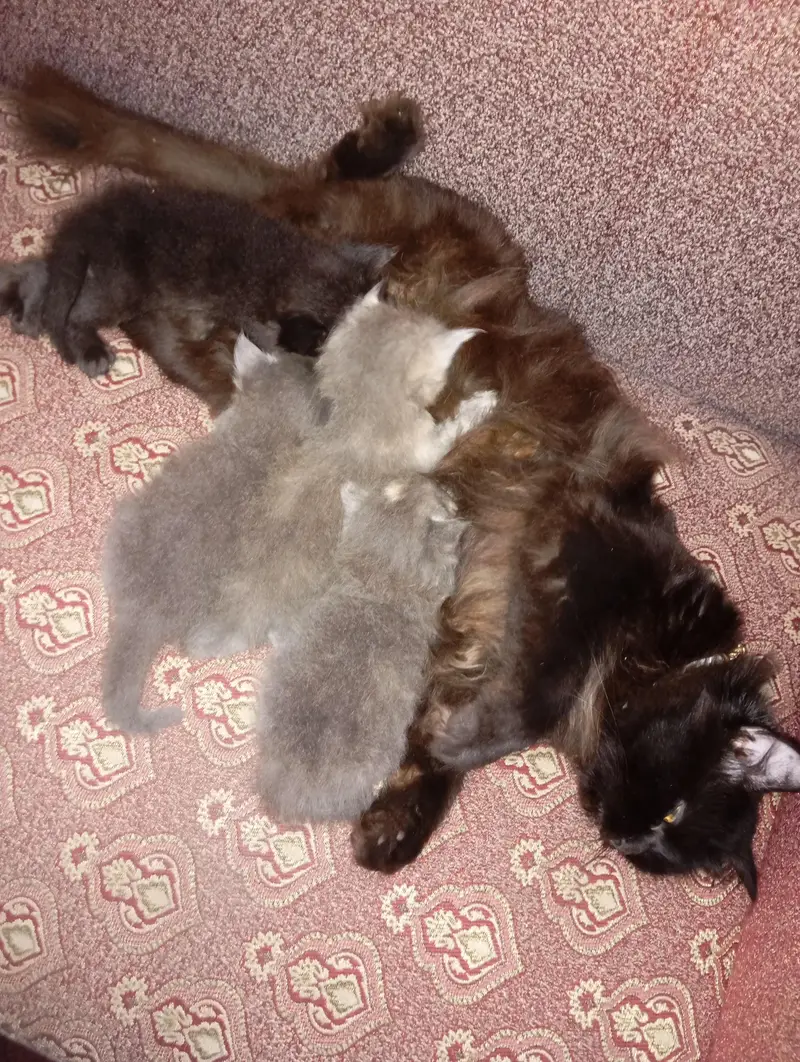 punch face kittens for sale grey and black — photo 11