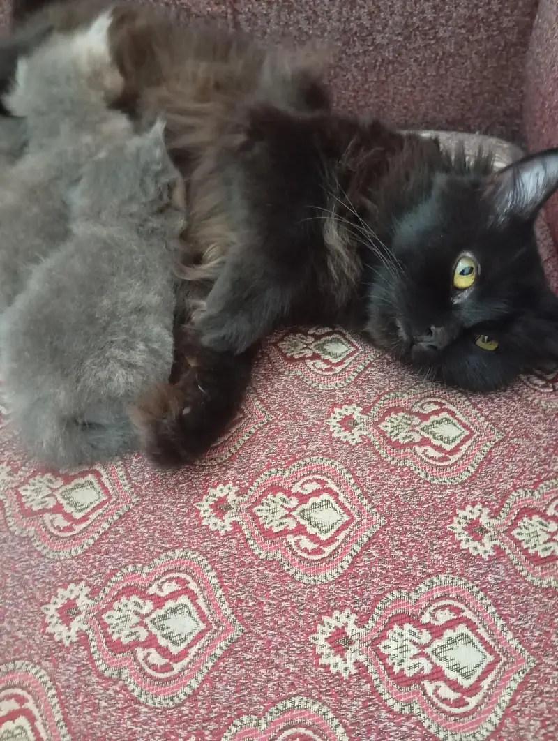 punch face kittens for sale grey and black — photo 12